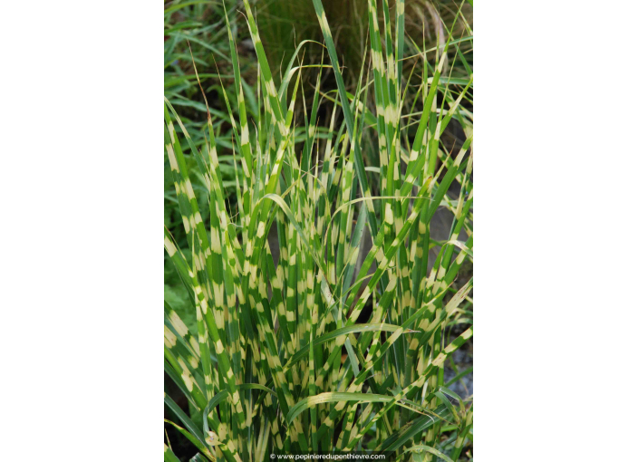 MISCANTHUS sinensis 'Gold Bar'