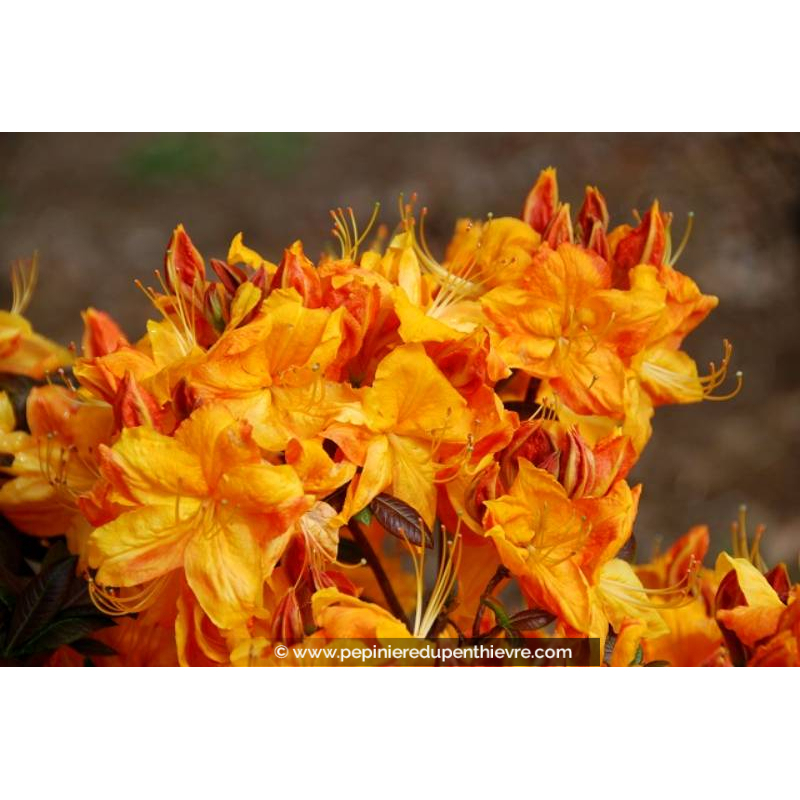 AZALEA mollis 'Klondyke'