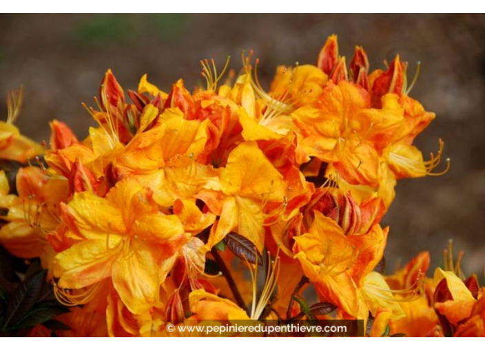 AZALEA mollis 'Klondyke'