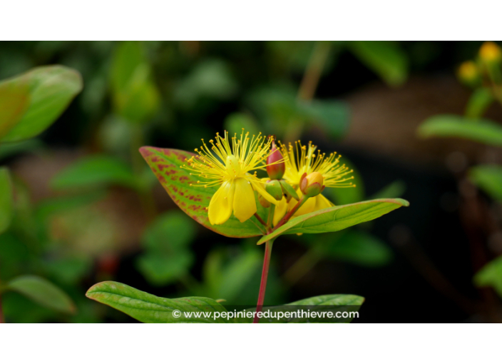 HYPERICUM inodorum MAGICAL© 'Beauty'