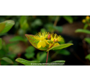 HYPERICUM inodorum MAGICAL© 'Beauty'