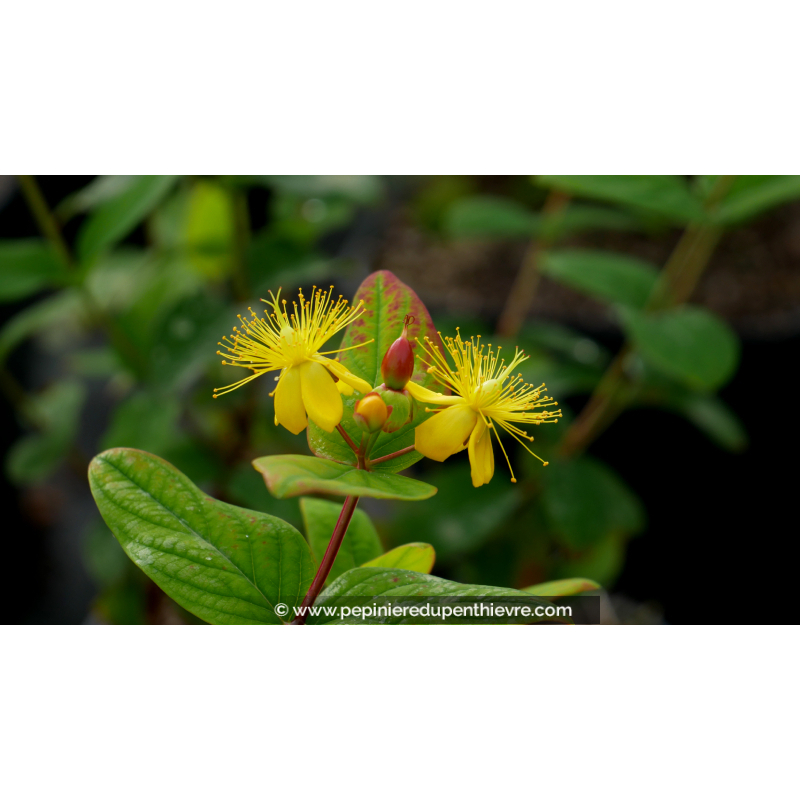 HYPERICUM inodorum MAGICAL© 'Beauty'