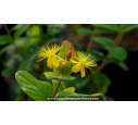 HYPERICUM inodorum MAGICAL© 'Beauty'