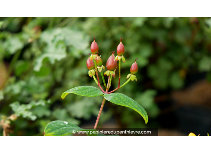 HYPERICUM inodorum MAGICAL© 'Beauty'