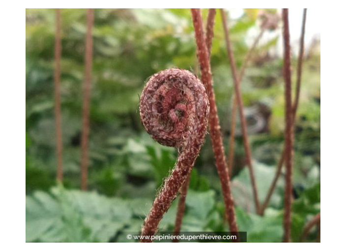 DRYOPTERIS erythrosora DRYOPTERIS erythrosora