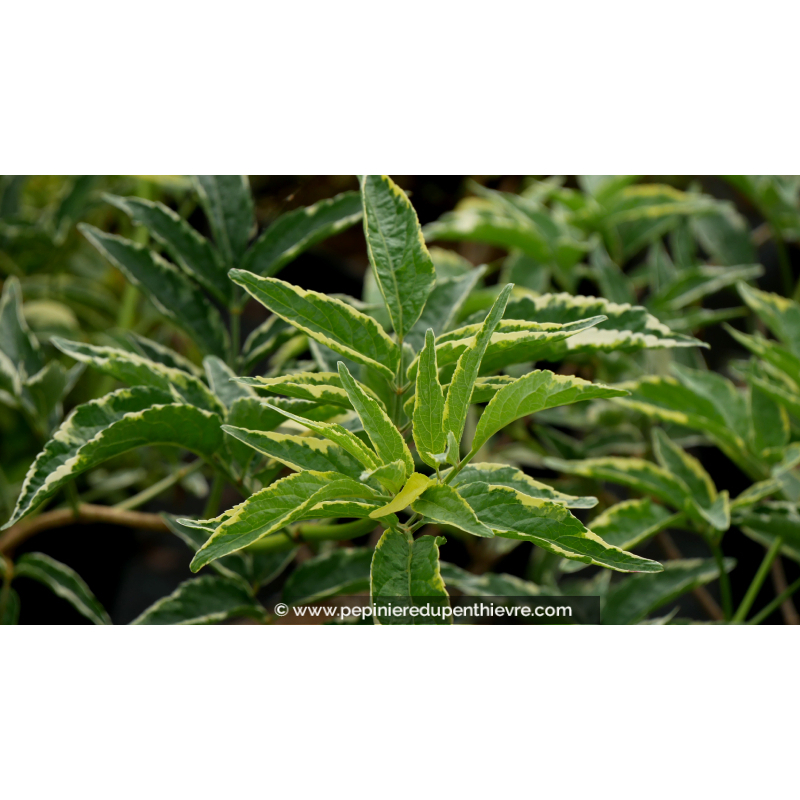 SAMBUCUS nigra 'Aureomarginata'