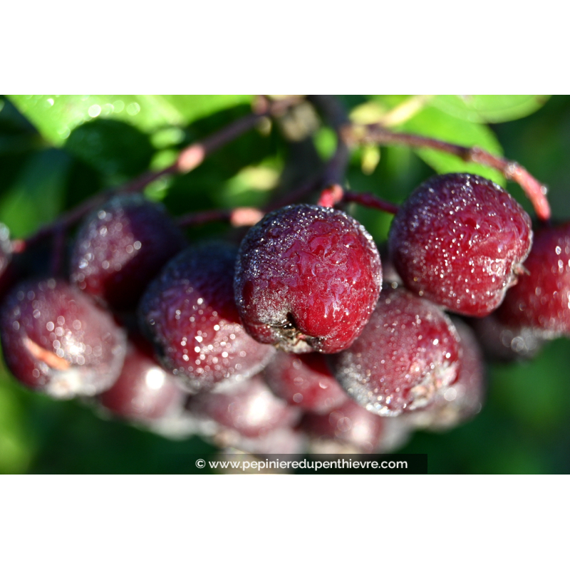 SORBIER À GROS FRUITS - SORBUS 'Burka'