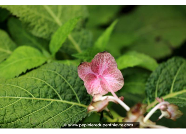 DEINANTHE bifida 'Pink Kii'