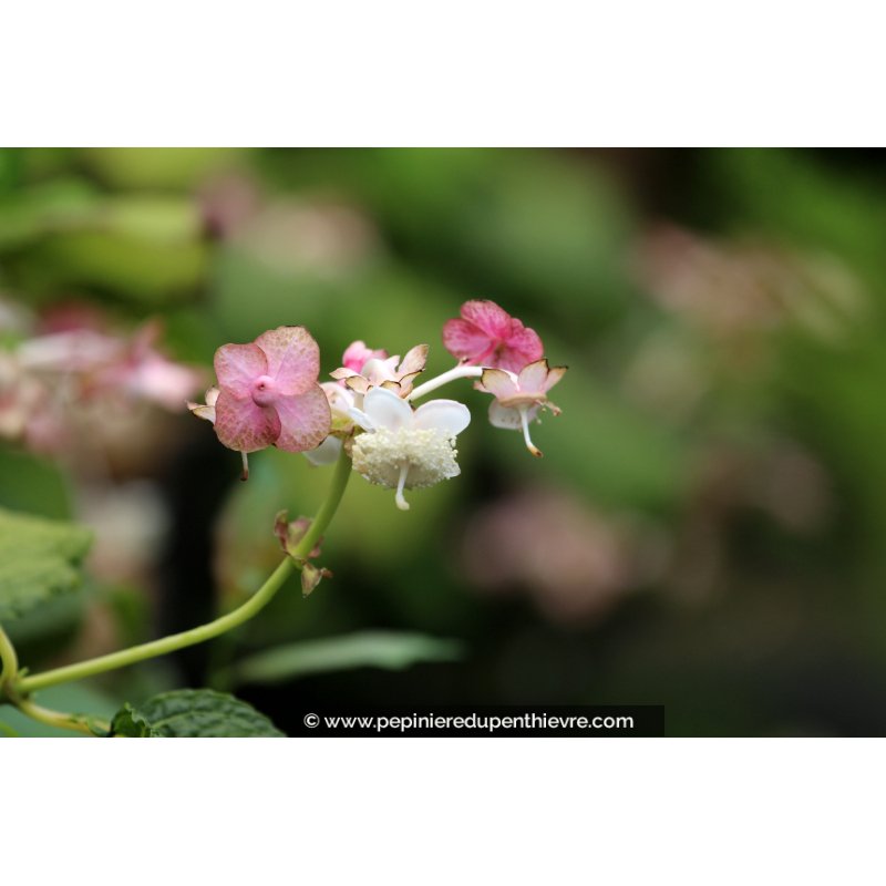 DEINANTHE bifida 'Pink Kii'