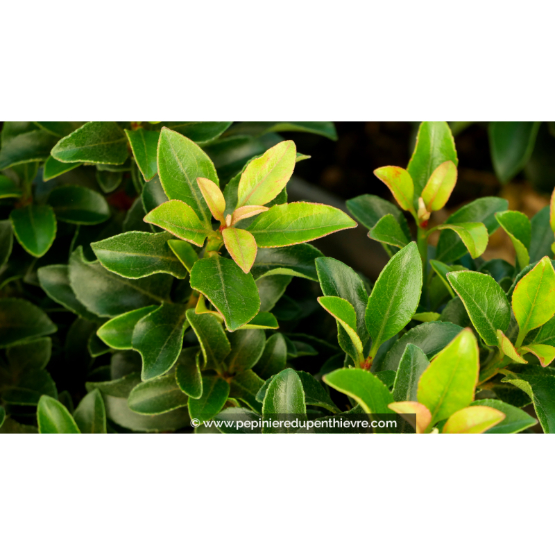 RHAPHIOLEPIS umbellata 'Minor'