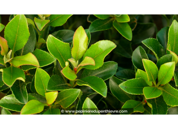 RHAPHIOLEPIS umbellata 'Minor'