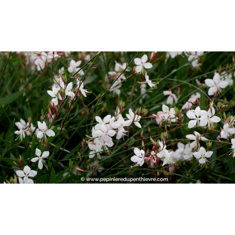 GAURA lindheimeri 'Short Form'