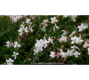 GAURA lindheimeri 'Short Form' GAURA lindheimeri 'Short Form'