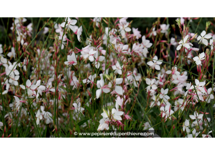 GAURA lindheimeri 'Short Form' GAURA lindheimeri 'Short Form'