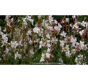 GAURA lindheimeri 'Short Form' GAURA lindheimeri 'Short Form'