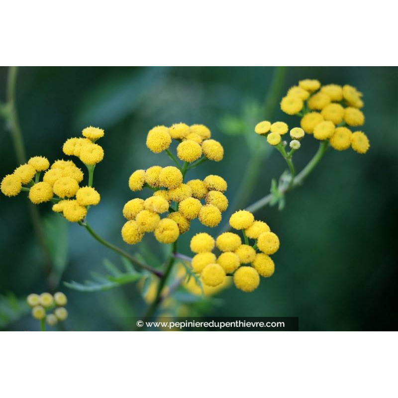 HELICHRYSUM italicum 'Tall'