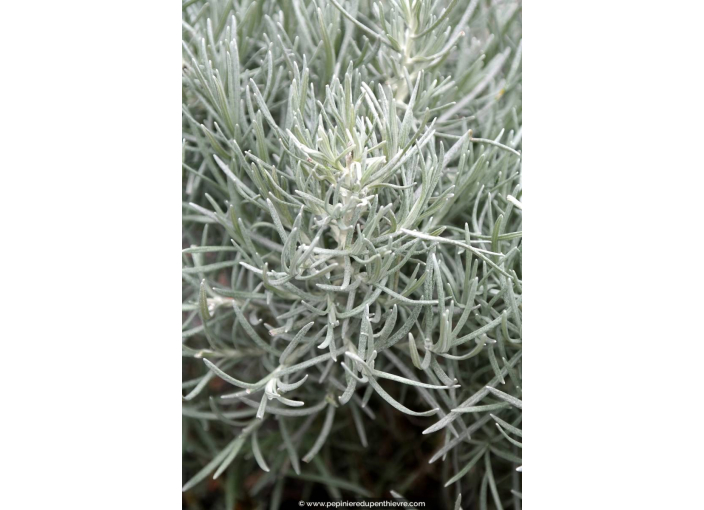 HELICHRYSUM italicum 'Tall'