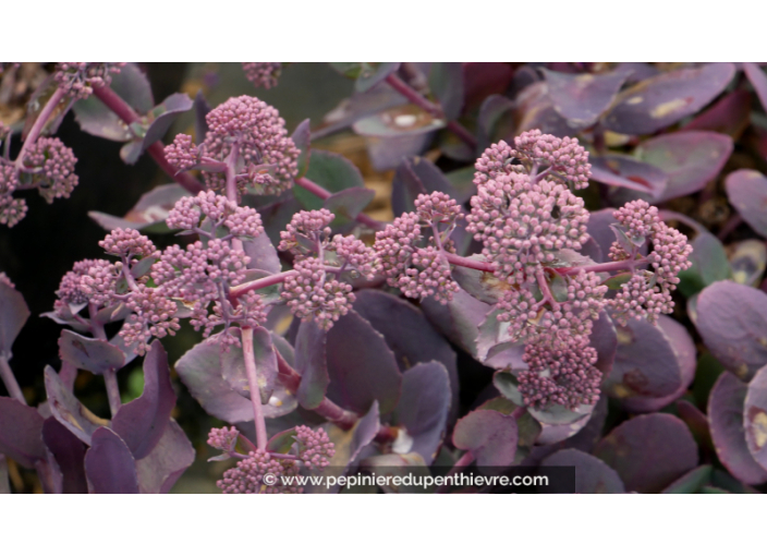 SEDUM telephium 'Chocolate Cherry'