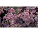 SEDUM telephium 'Chocolate Cherry'