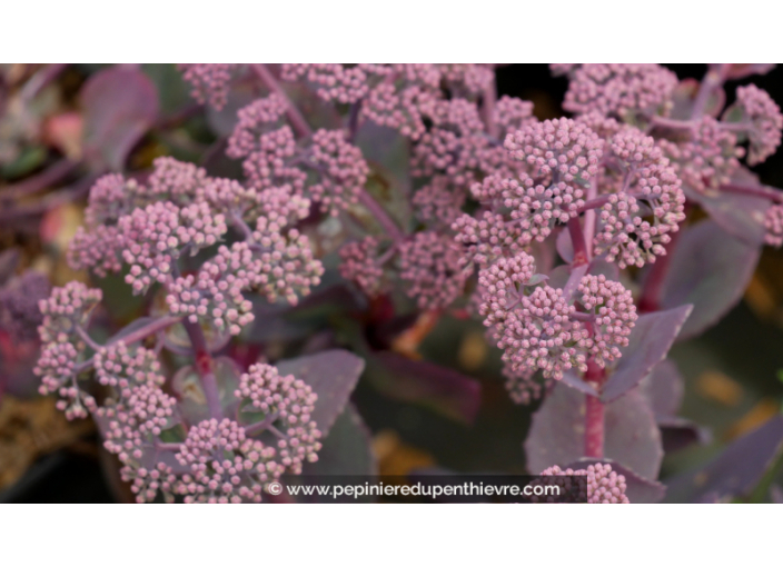 SEDUM telephium 'Chocolate Cherry'