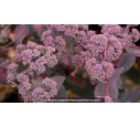 SEDUM telephium 'Chocolate Cherry'