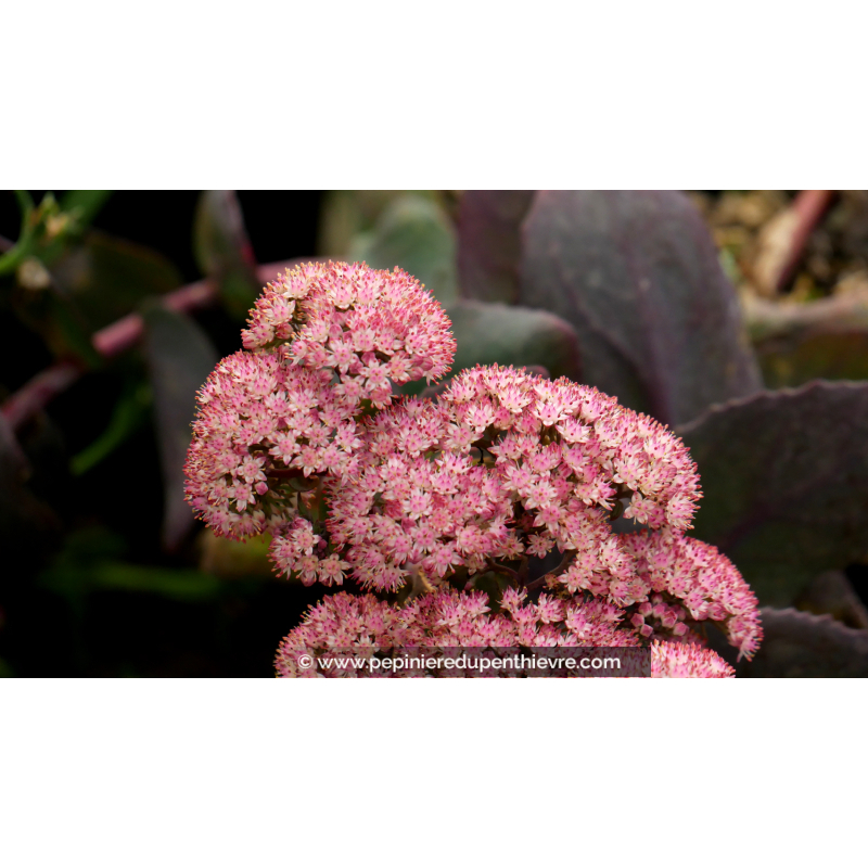 SEDUM telephium 'Chocolate Cherry'