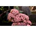 SEDUM telephium 'Chocolate Cherry'