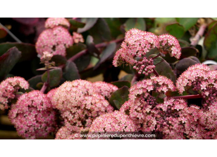 SEDUM telephium 'Chocolate Cherry'