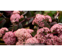 SEDUM telephium 'Chocolate Cherry'