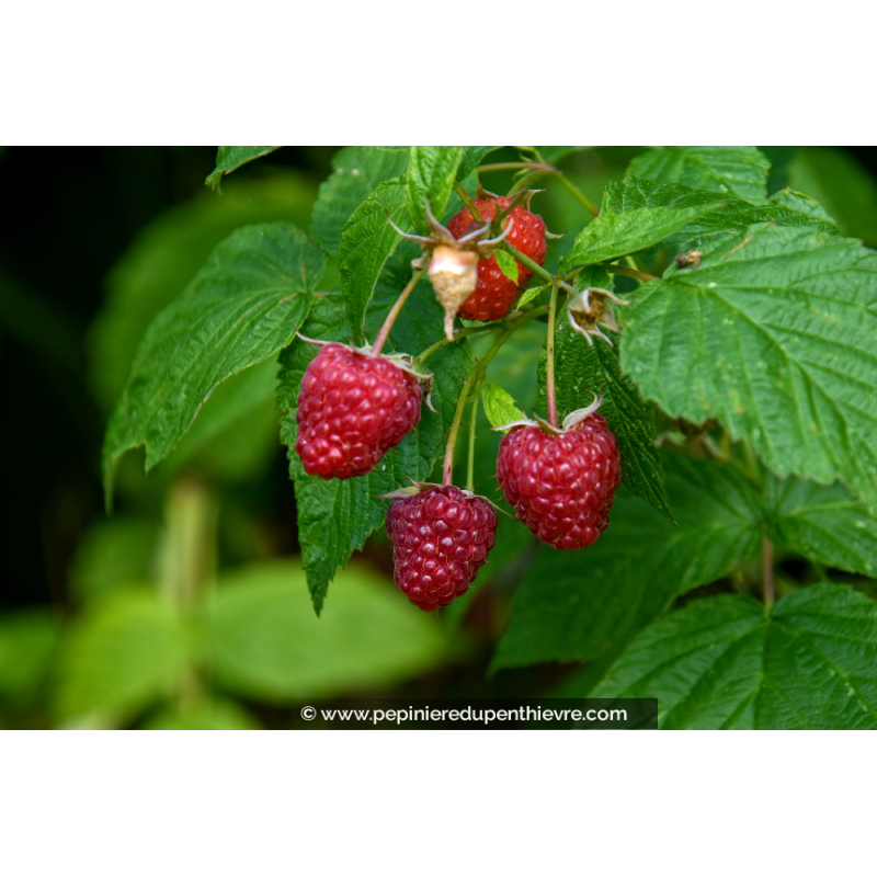 FRAMBOISIER remontant 'Himbo Top', gros fruits - Pépinière du Penthièvre