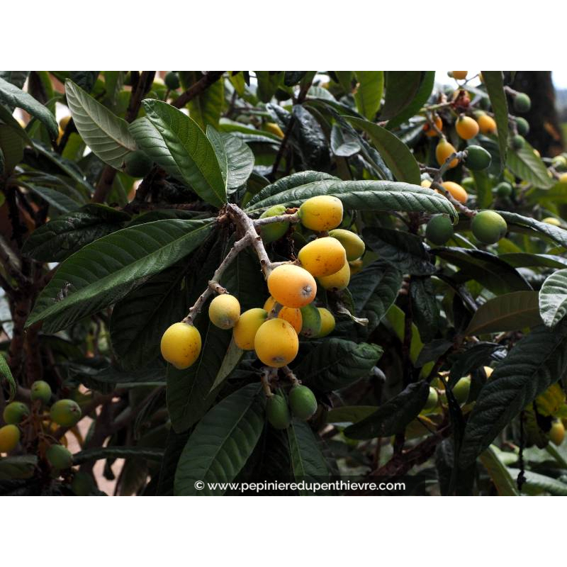 NÉFLIER DU JAPON - ERIOBOTRYA japonica