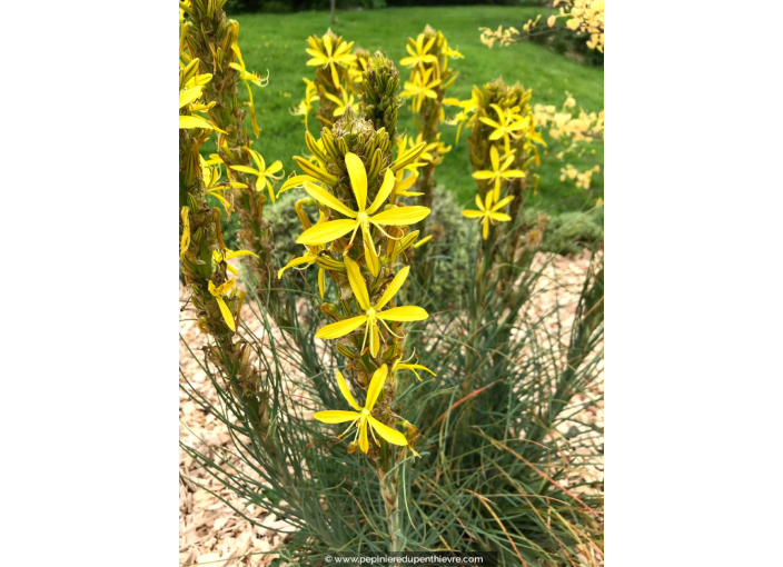 ASPHODELINE lutea ASPHODELINE lutea