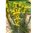 ASPHODELINE lutea ASPHODELINE lutea