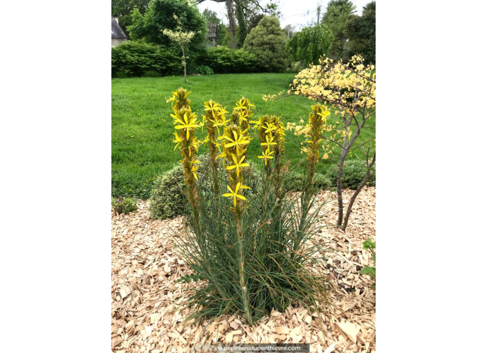 ASPHODELINE lutea