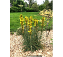 ASPHODELINE lutea ASPHODELINE lutea
