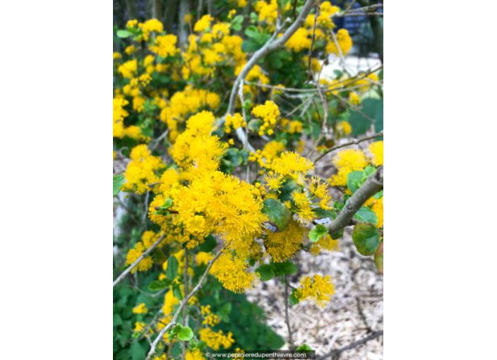 AZARA dentata