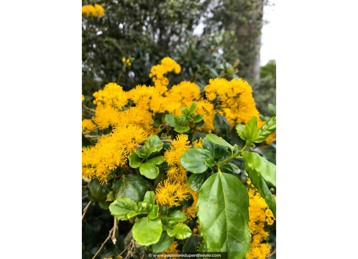 AZARA dentata AZARA dentata