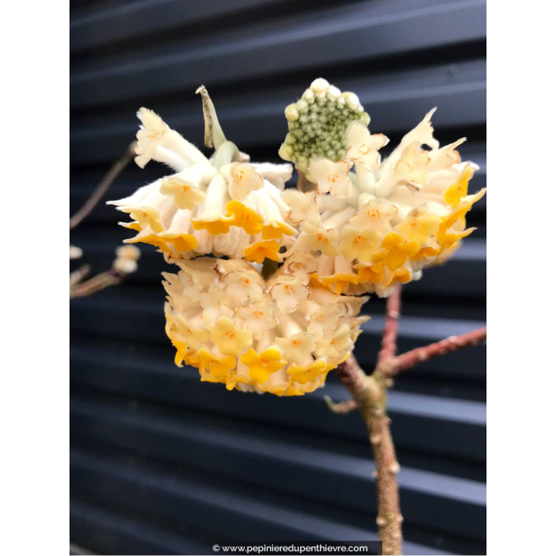 EDGEWORTHIA chrysantha