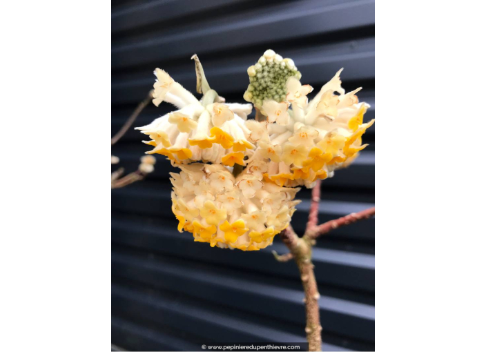 EDGEWORTHIA chrysantha