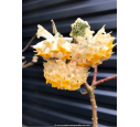 EDGEWORTHIA chrysantha
