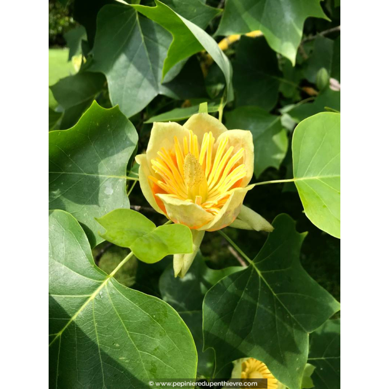LIRIODENDRON tulipifera