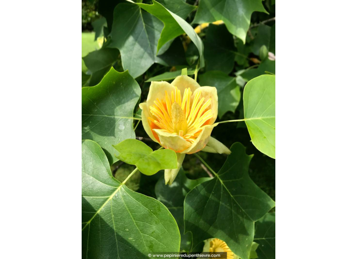 LIRIODENDRON tulipifera