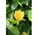 LIRIODENDRON tulipifera