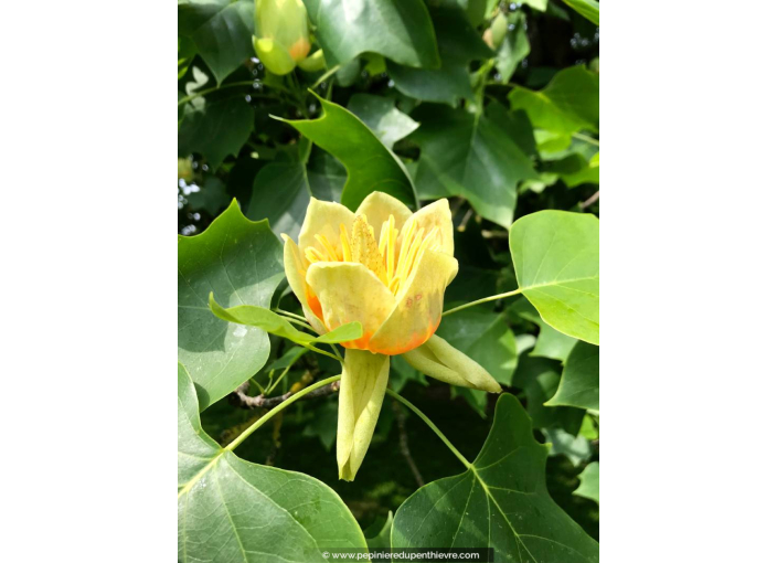 LIRIODENDRON tulipifera