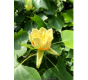 LIRIODENDRON tulipifera