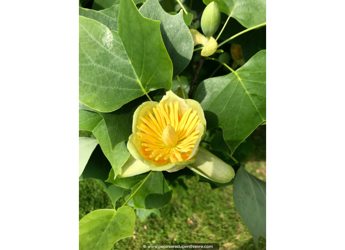 LIRIODENDRON tulipifera