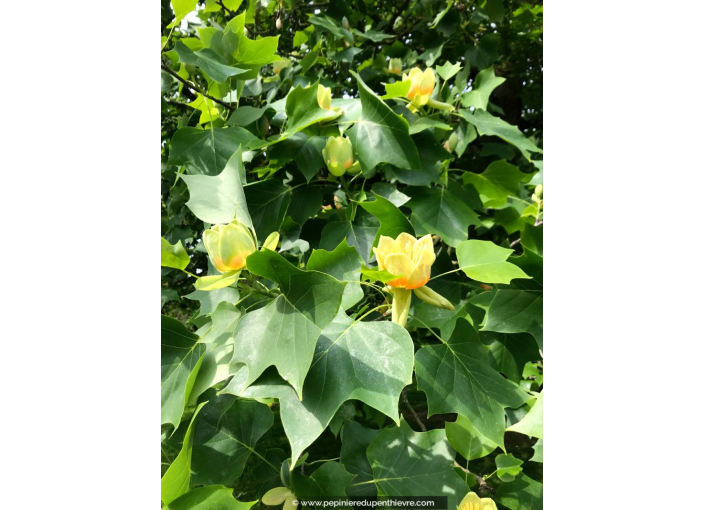 LIRIODENDRON tulipifera