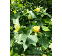 LIRIODENDRON tulipifera
