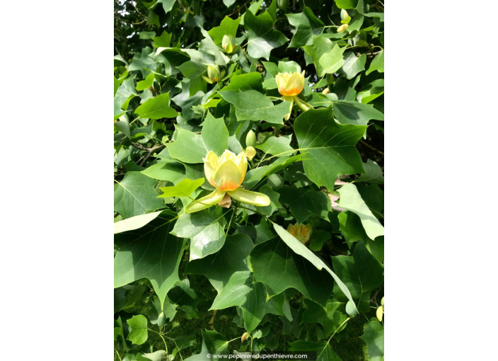 LIRIODENDRON tulipifera