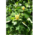 LIRIODENDRON tulipifera